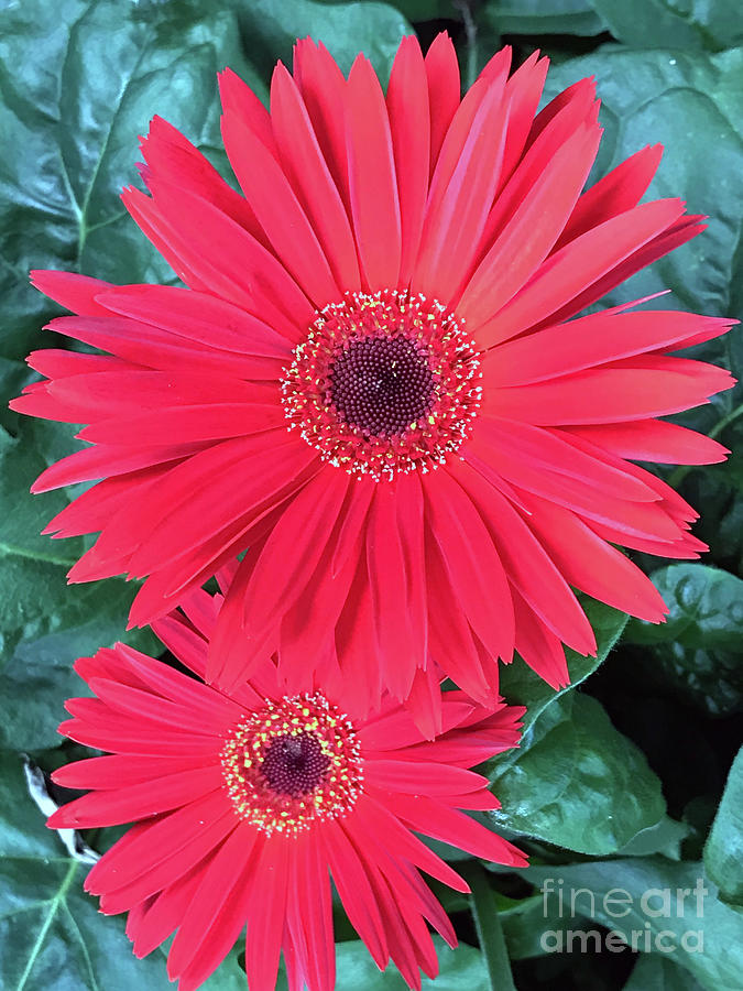 Red Gerbera Daisies Photograph by Sandi OReilly