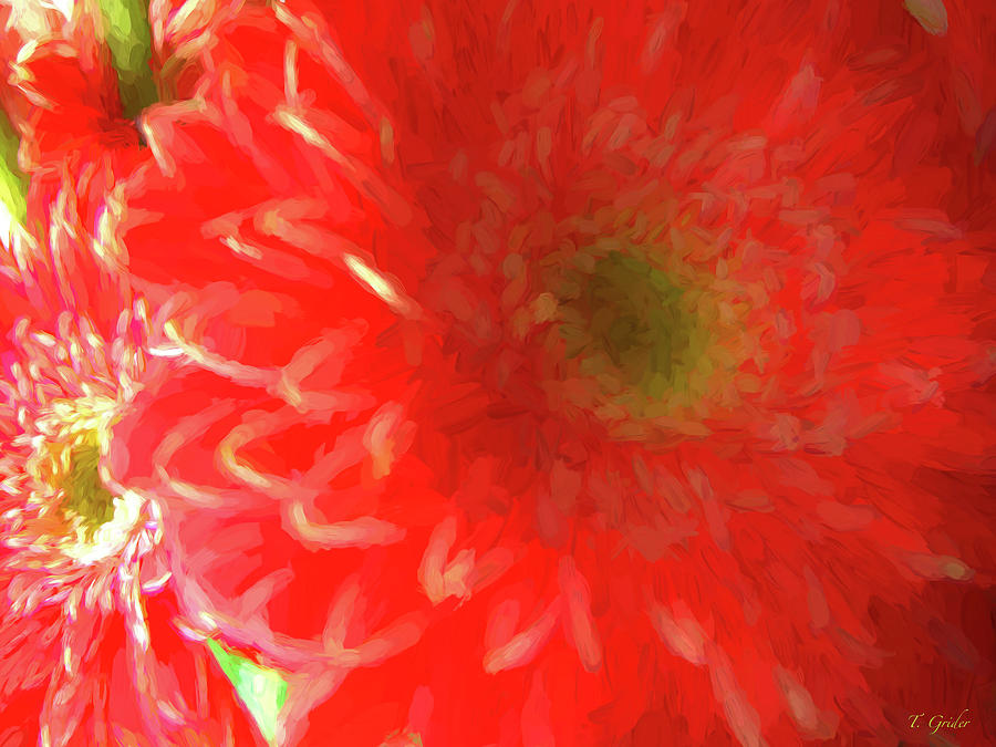 Red Gerbera Daisy Flower Petals  Digital Art by Tony Grider