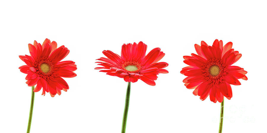 Daisy Photograph - Red gerbera flowers by Delphimages Photo Creations