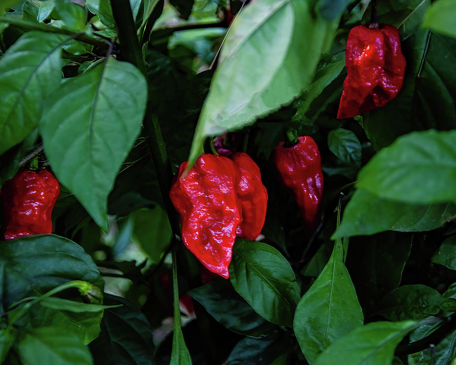 Red Ghost Peppers 01 Photograph by Flees Photos