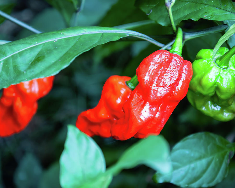 Ghost Peppers Photograph - Red Ghost Peppers 02 by Flees Photos