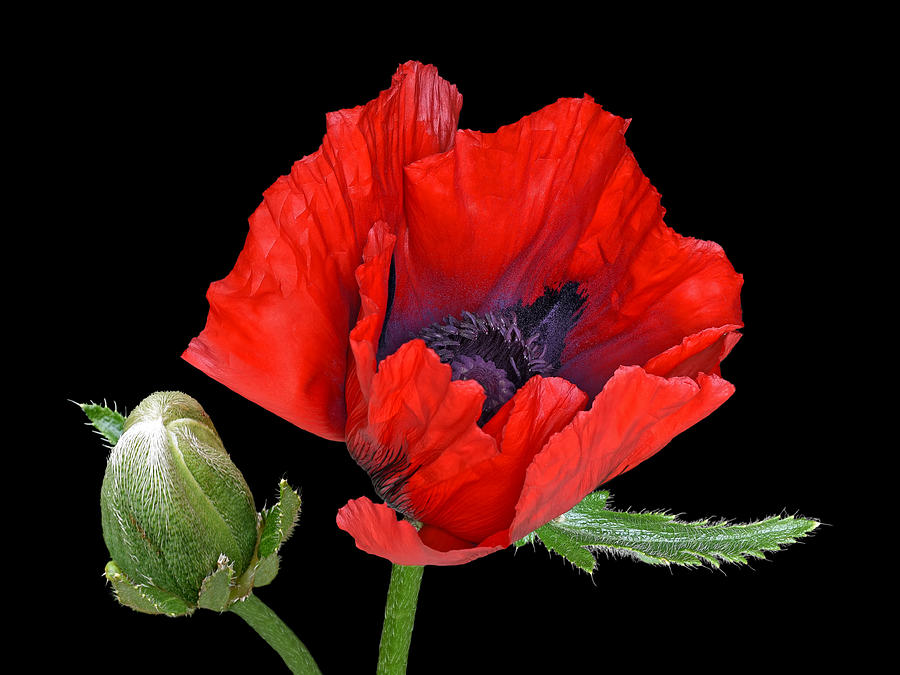 Red Giant Oriental Poppy On Black Photograph by Gill Billington