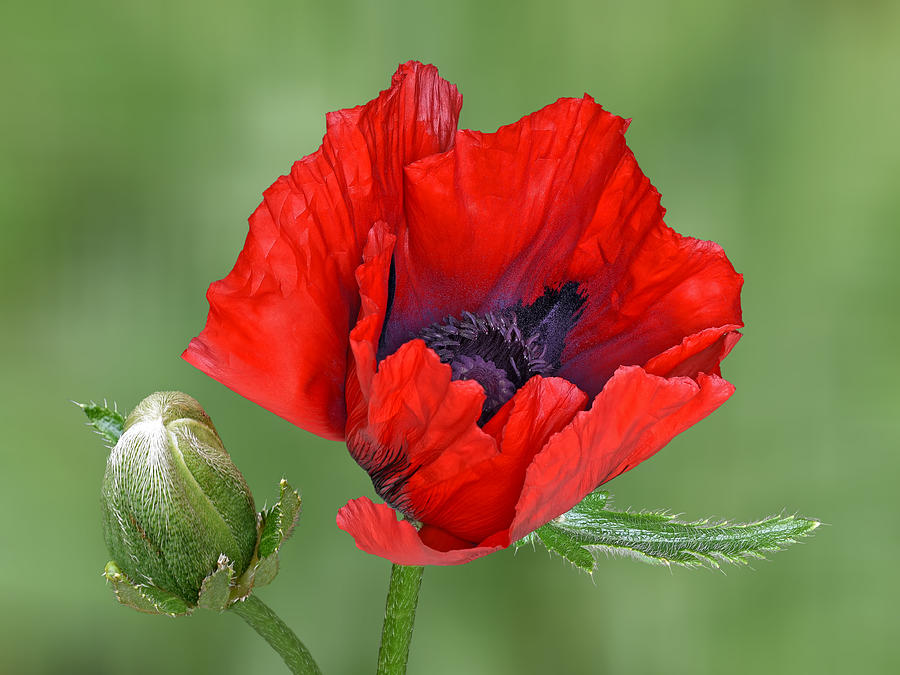 Red Giant Oriental Poppy With Bud Photograph by Gill Billington
