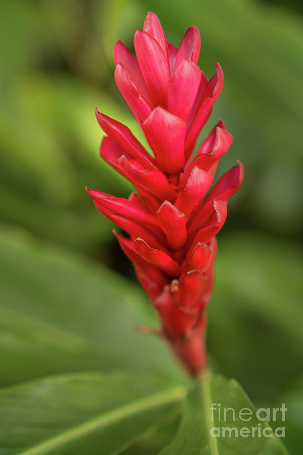 Flowers Still Life Photograph - Red Ginger in a Kauai Garden by Nancy Gleason