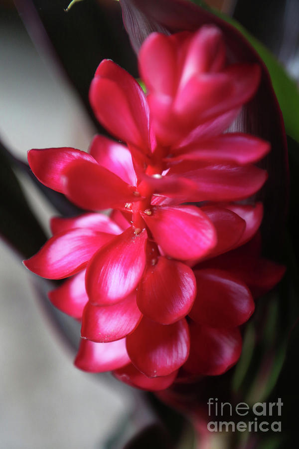 Red Ginger In Belize Photograph