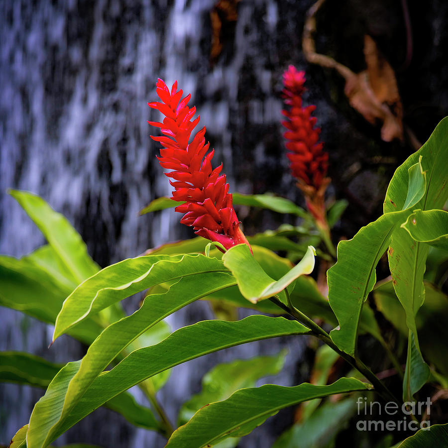 Red Ginger Photograph by Jon Burch Photography