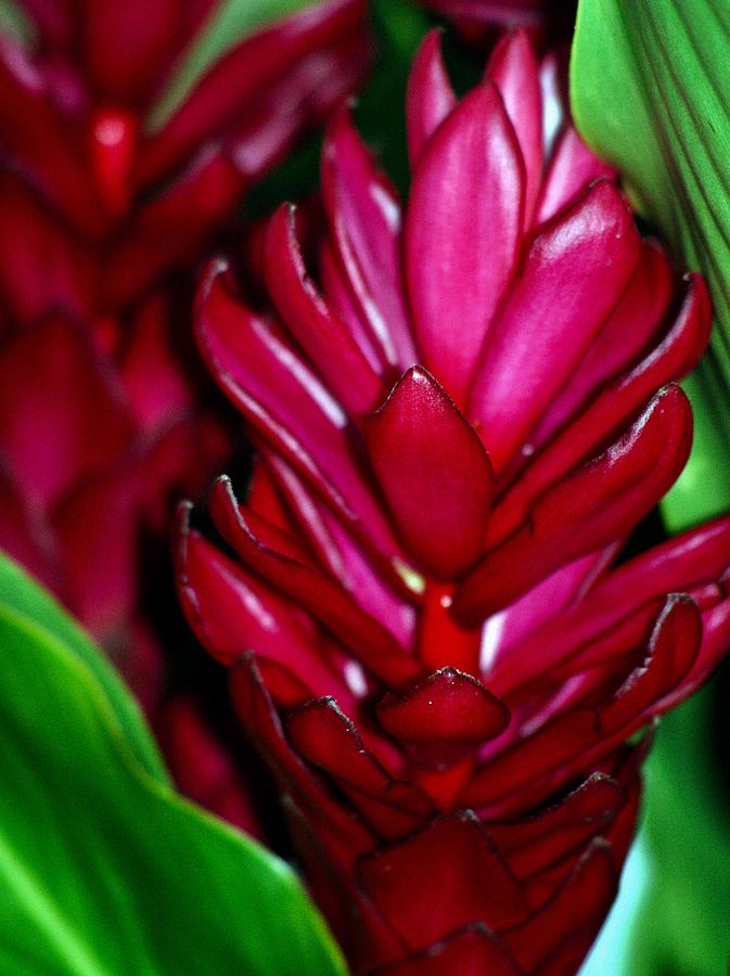 Hawaiian RED Awapuhi Ginger Plant  Photograph by Lehua Pekelo-Stearns