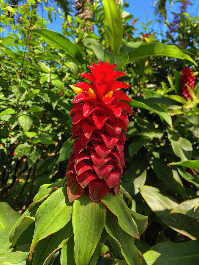 Red Ginger Plant In Bloom Photograph by Rachel League
