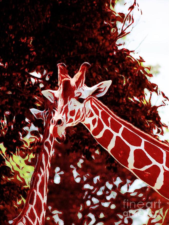 Red Giraffe  Photograph by Mesa Teresita