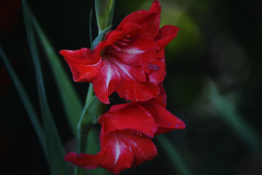 Red Gladiolus Flowers in the Shade Photograph by Gaby Ethington