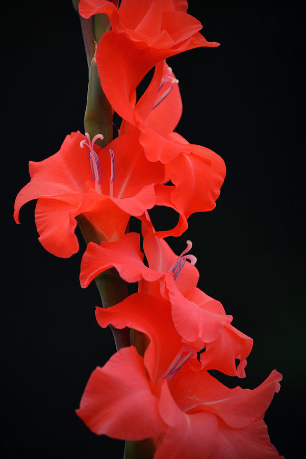 Red Gladiolus Flowers Portrait Photograph by Gaby Ethington
