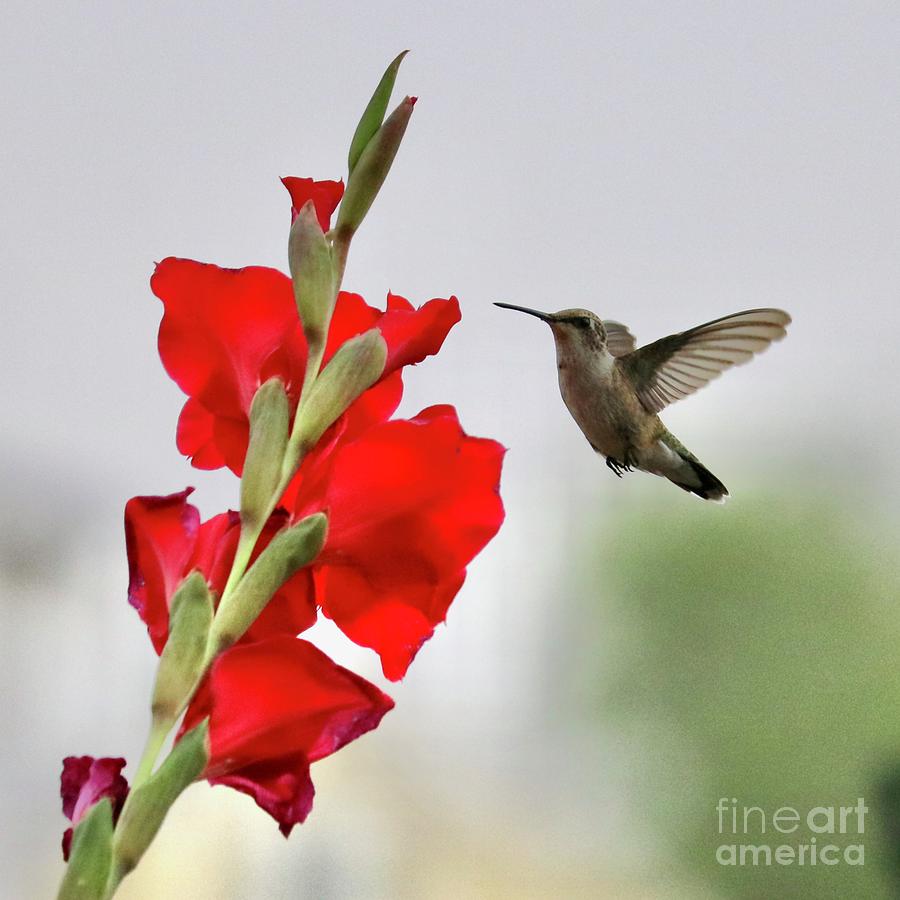 Red Gladiolus Hummingbird Square Photograph by Carol Groenen