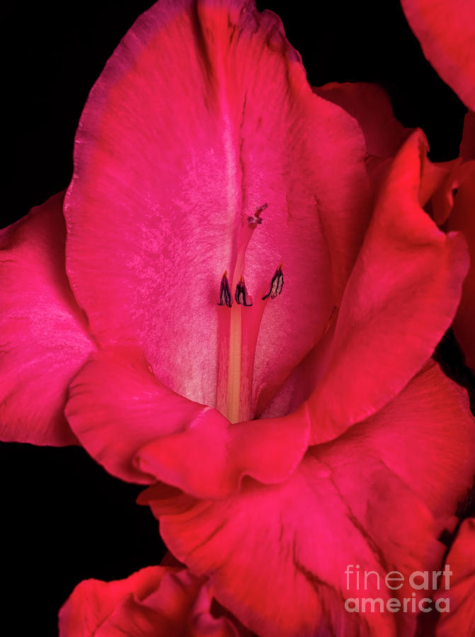 Red Gladiolus Photograph