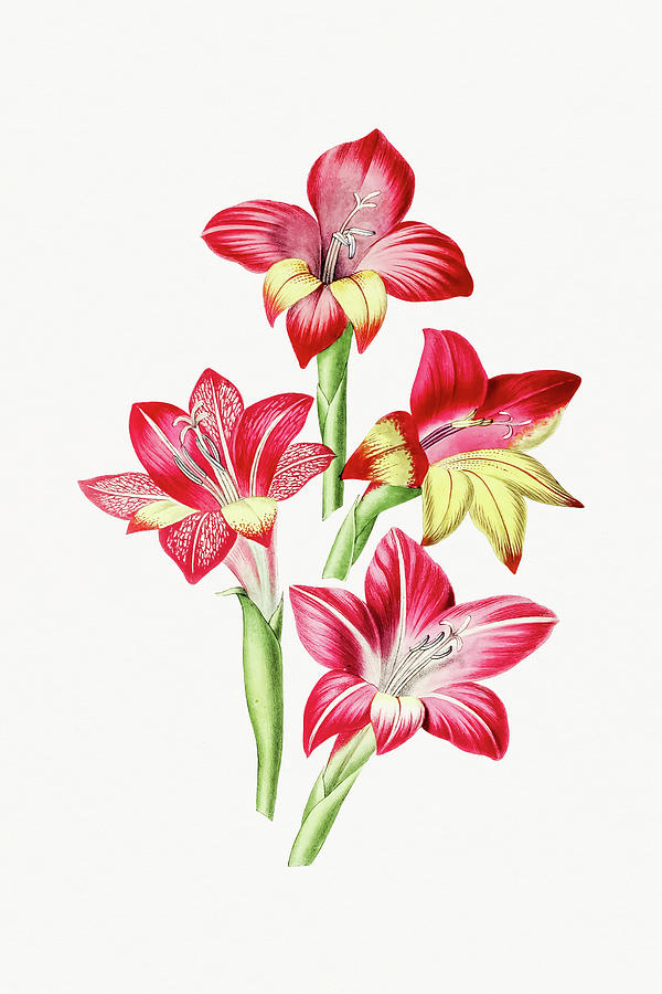 Nature Drawing - Red Gladiolus by Mango Art