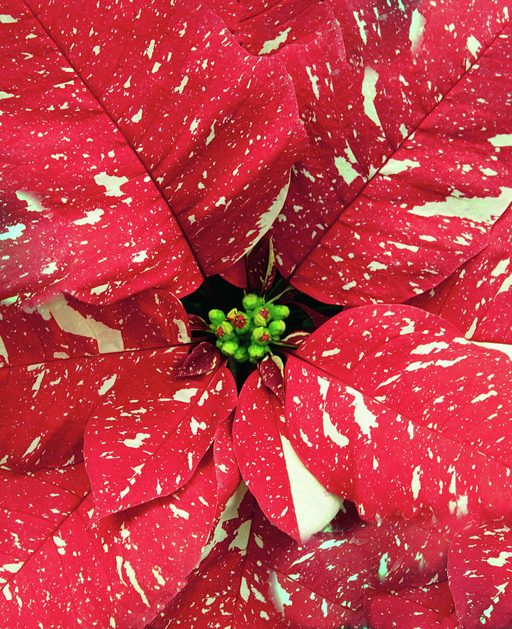 Red Glitter Poinsettia Photograph by Floyd Hopper