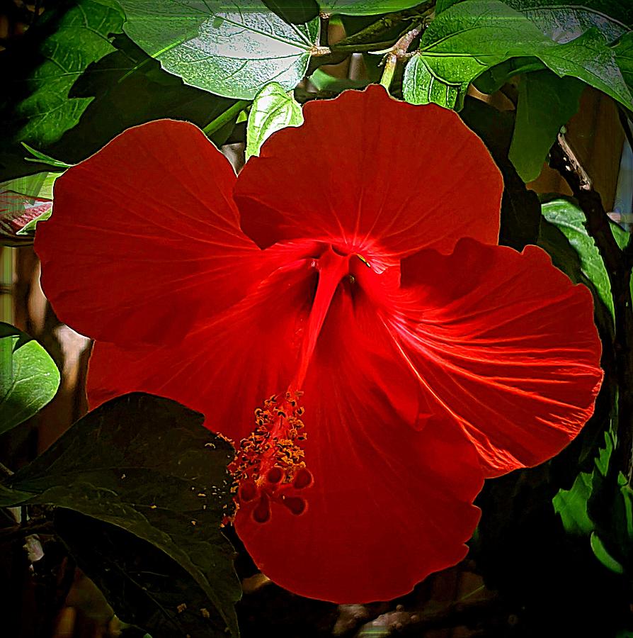 Flowers Still Life Photograph - Red Glow Hibiscus by Lori Seaman