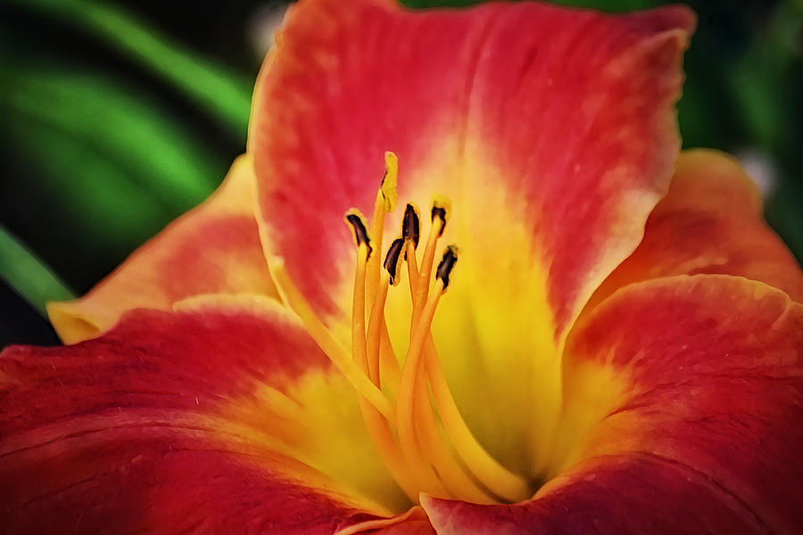 Red Gold Day Lily Close Up Photograph by Gaby Ethington