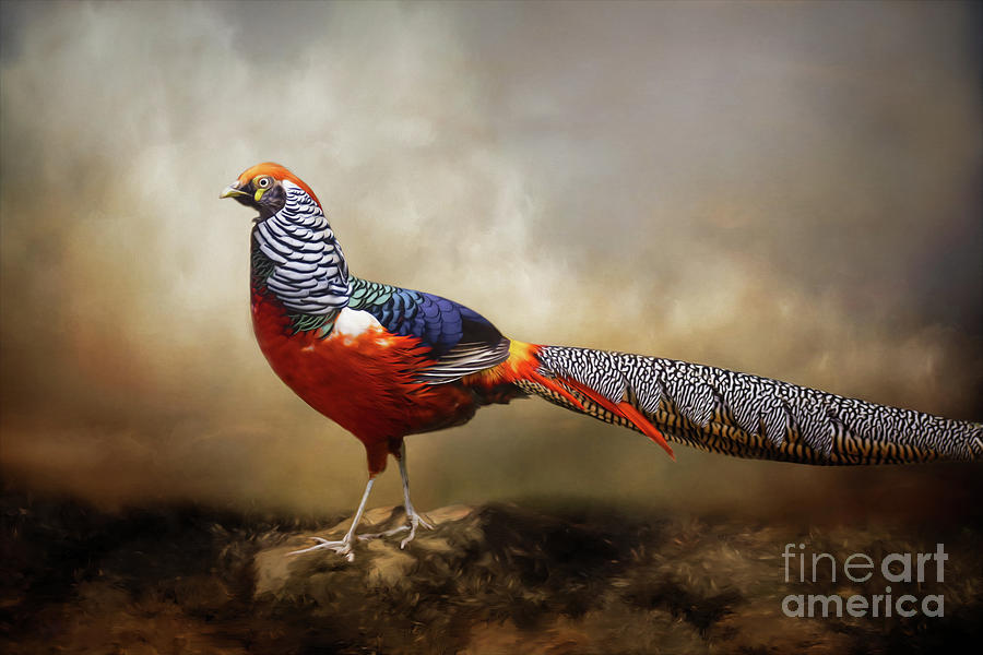 Red Golden Pheasant Mixed Media by Kathy Kelly