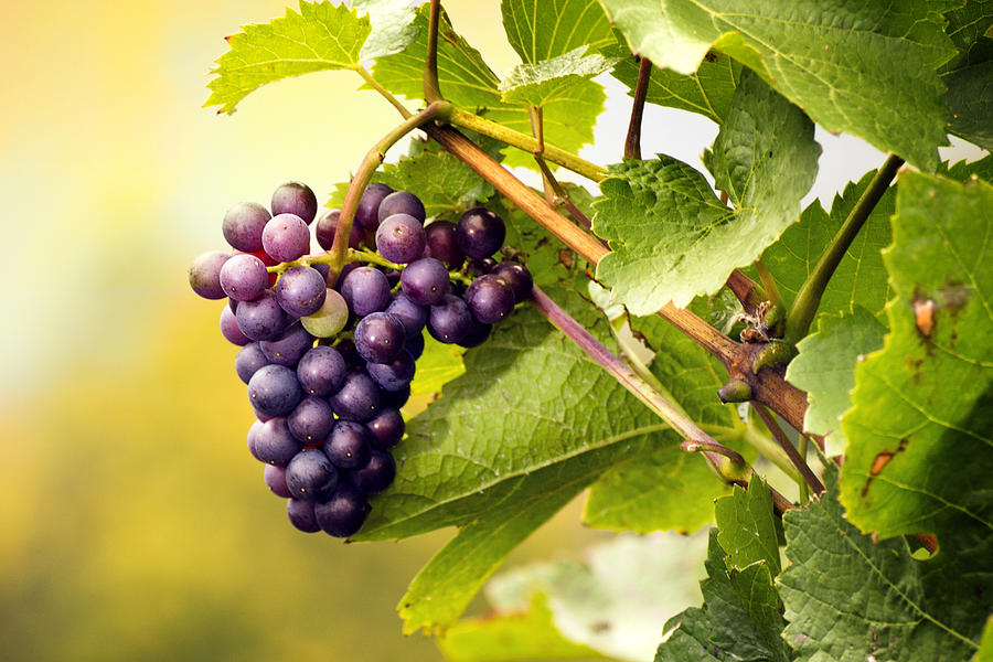 Red grape on the vine Photograph by Bernd Schunack