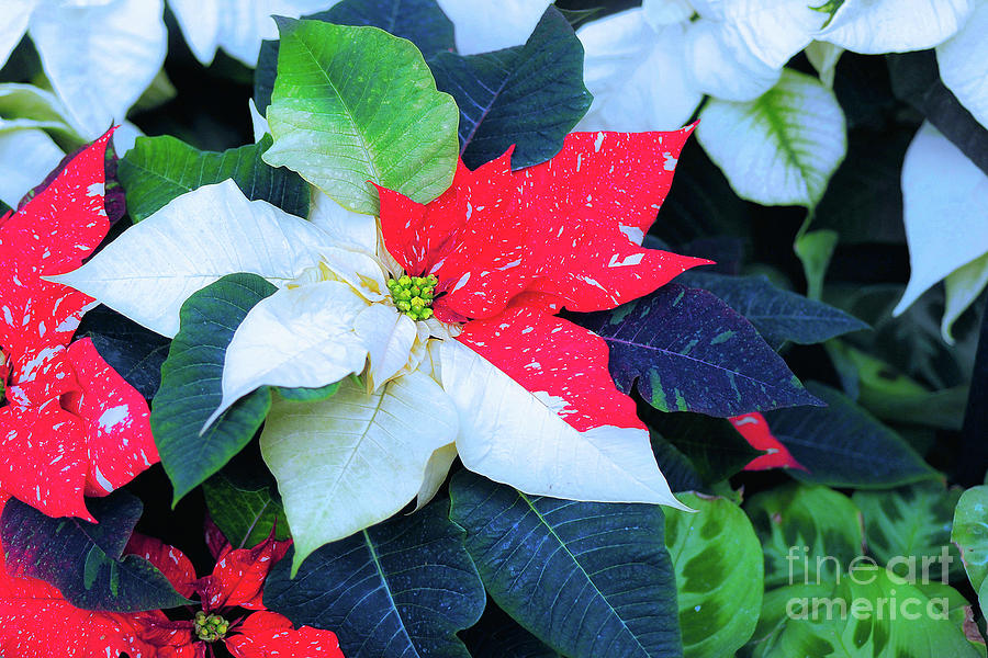 Red Green and White Poinsetta Flowers  Photograph by Elaine Manley
