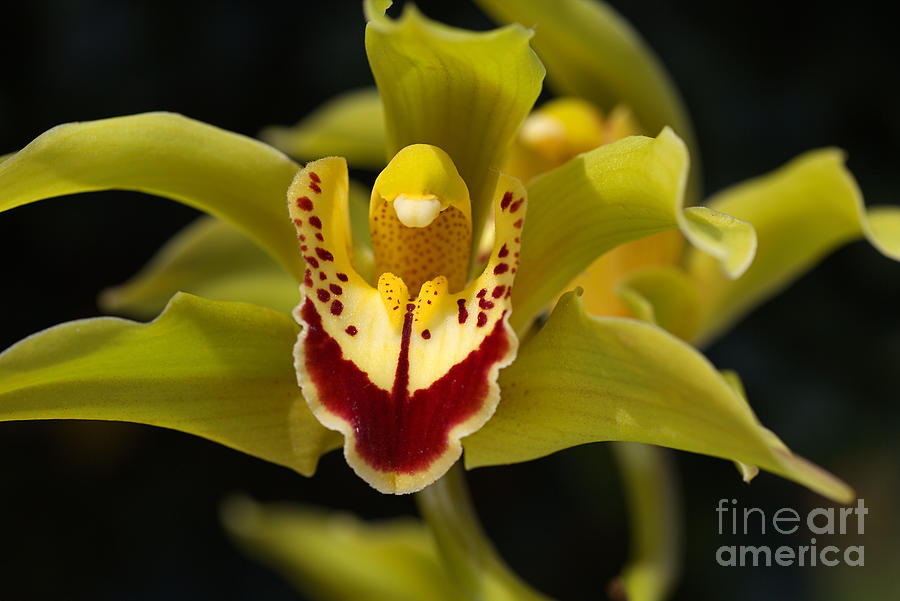 Orchid Photograph - Red Green Orchid Flower by Joy Watson