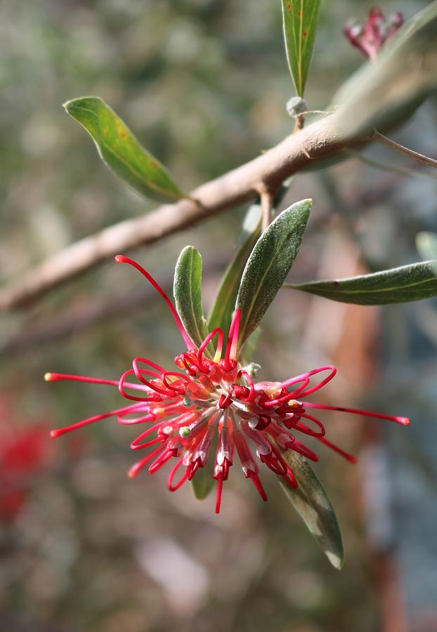 Red Grevillea Photograph