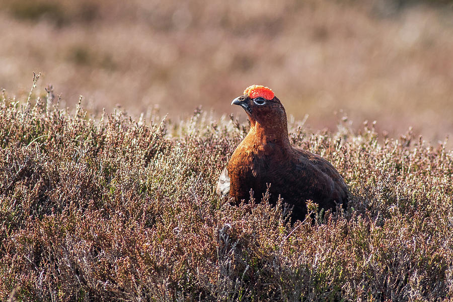 Red grouse     Lagopus lagopus Photograph by Chris Smith