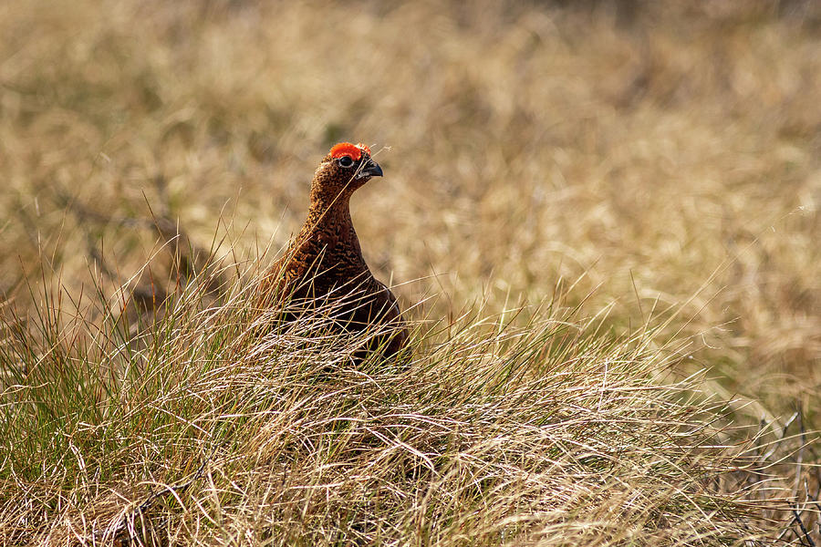 Red Grouse - 1 Photograph