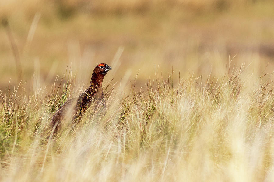 Red Grouse - 2 Photograph by Chris Smith