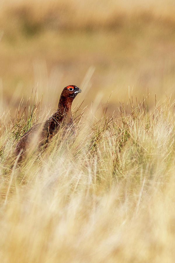 Red Grouse - 3 Photograph by Chris Smith