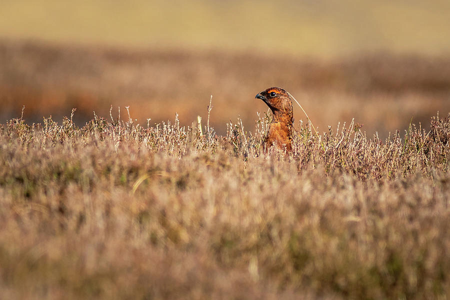 Red grouse  in heather Photograph by Chris Smith