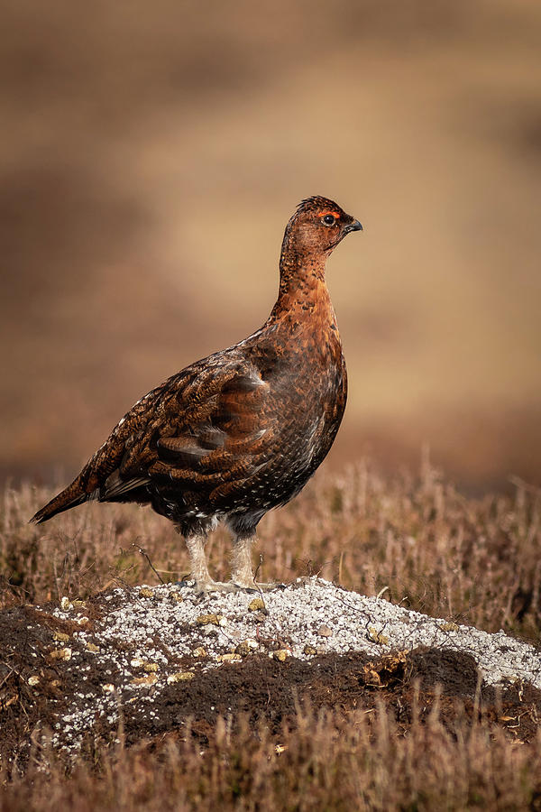 Red grouse  Lagopus lagopus Photograph by Chris Smith