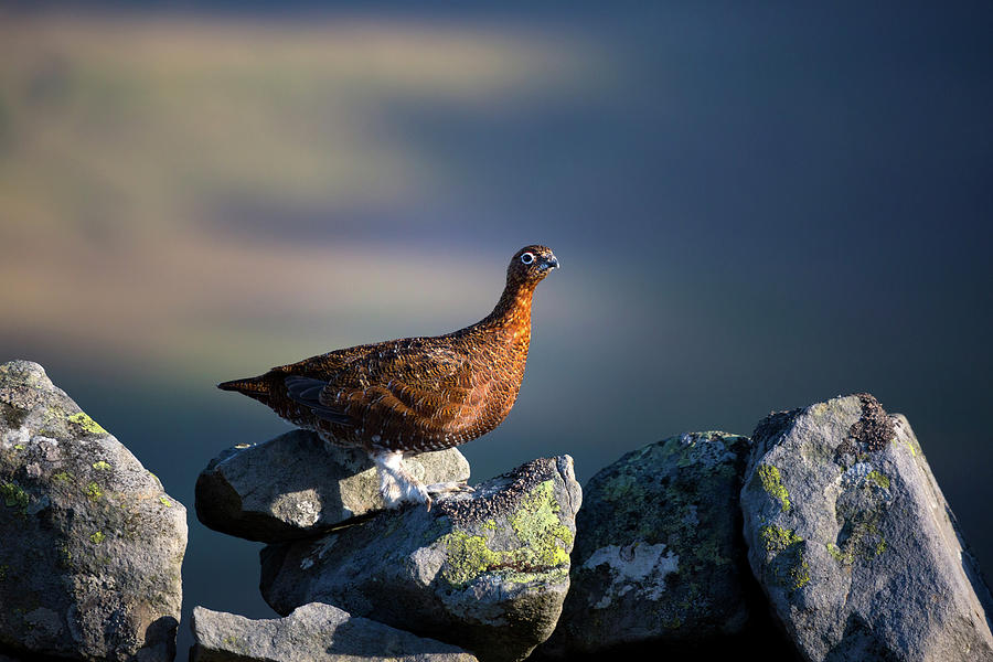 Red Grouse on a dry stone wall beside The Pennine Way Photograph by Anita Nicholson