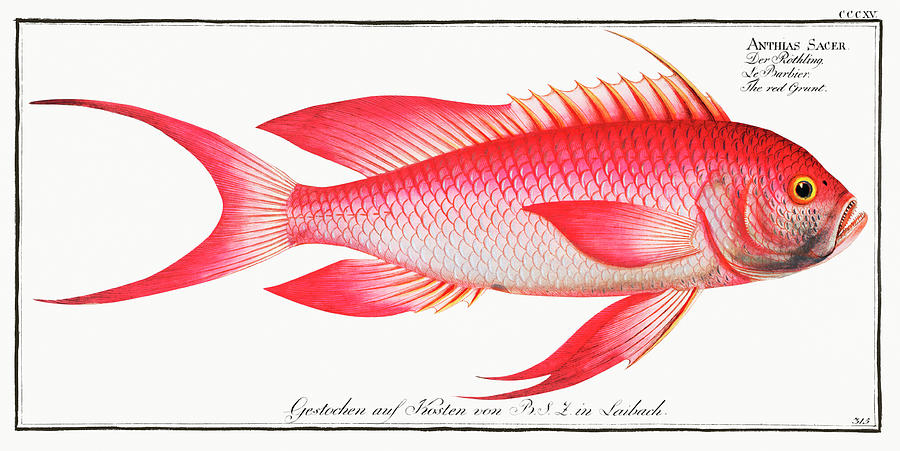 Red Grunt Fish Mixed Media by World Art Collective