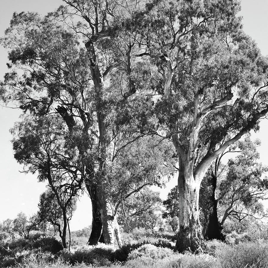 Red Gums of Baroota - BW Photograph by Lexa Harpell