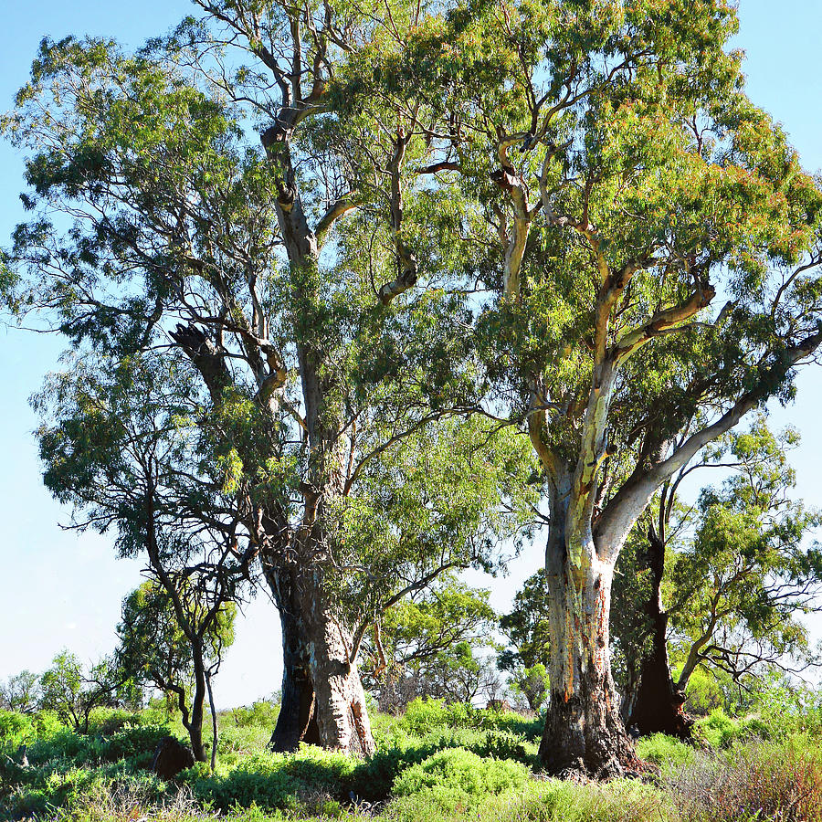 Red Gums of Baroota Photograph by Lexa Harpell