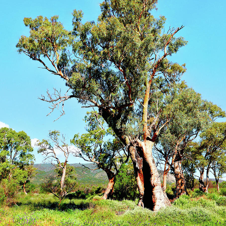 Red Gums of Mt Remarkable Photograph by Lexa Harpell