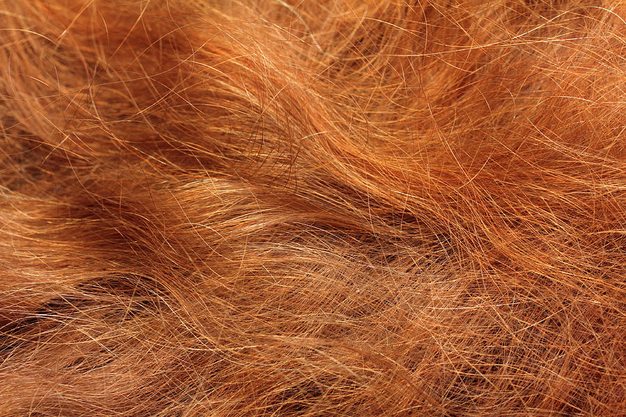 Red Hair Close-up Background Photograph by Mikhail Kokhanchikov