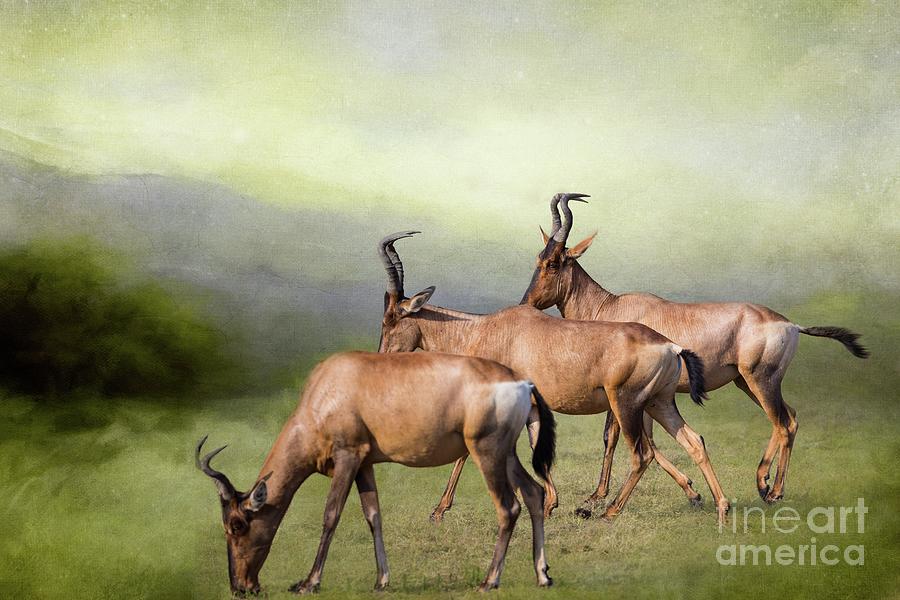 Red Hartebeest Photograph by Eva Lechner
