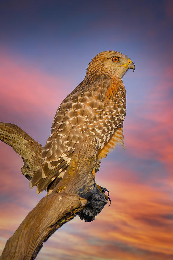 Red Hawk Red Sunset Photograph by Mark Andrew Thomas