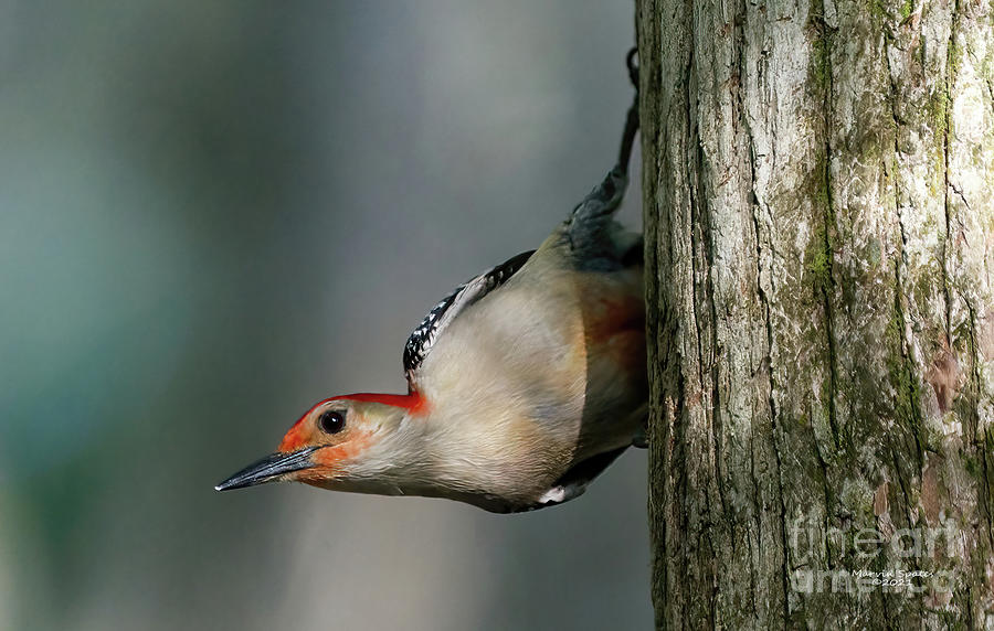 Woodpecker Photograph - Red Head by Marvin Spates