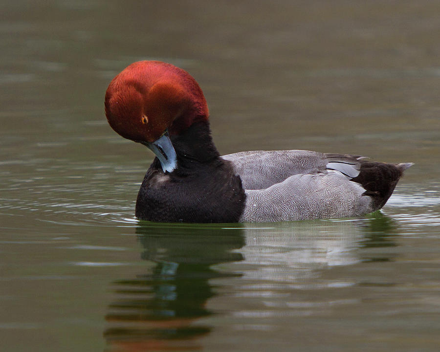Red Head Photograph by Timothy McIntyre