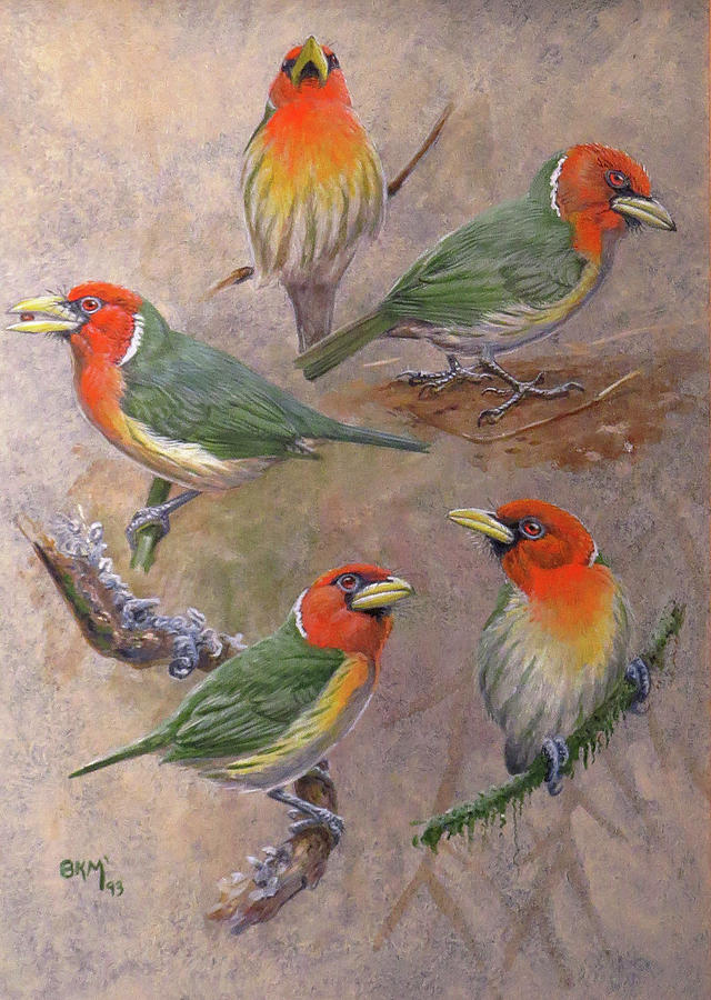 Red-headed Barbet Painting by Barry Kent MacKay