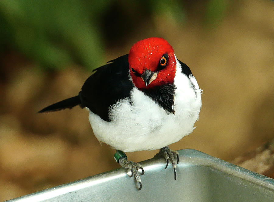 Red Headed Bird With a Serious Look Photograph by David Morehead
