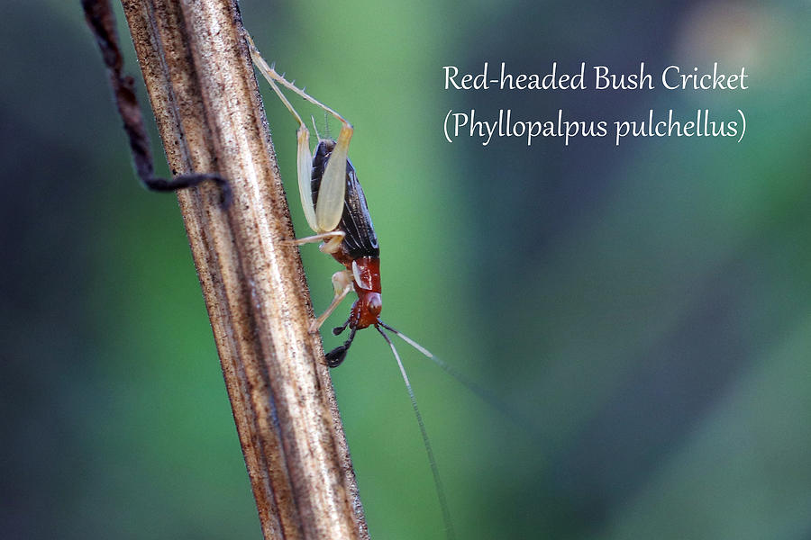 Red-headed Bush Cricket  Photograph by Mark Berman
