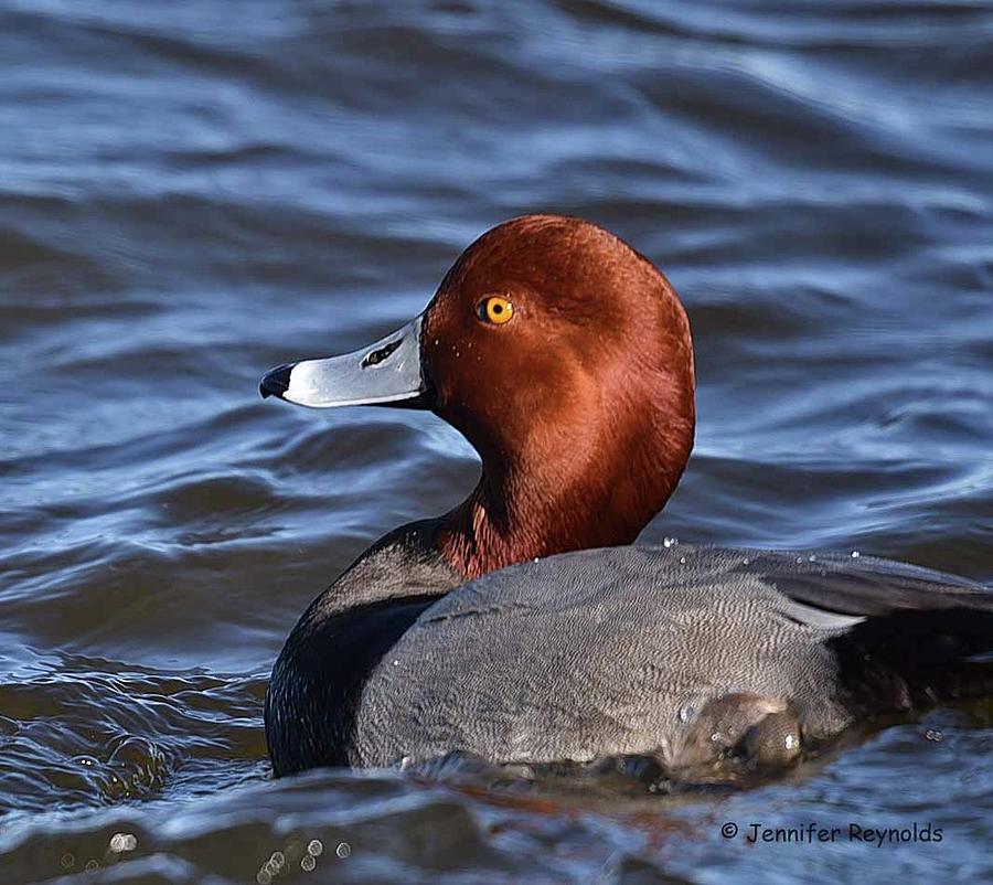 Red Headed Duck Photograph by Jennifer Reynolds - Fine Art America