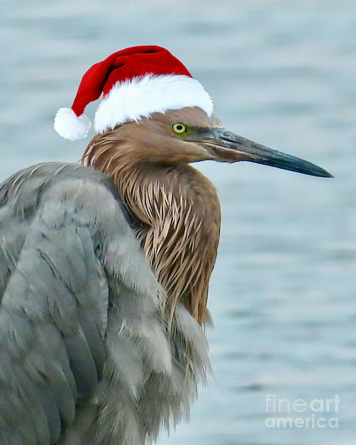 Red Headed Egret - Santa Edition Photograph by Beth Myer Photography