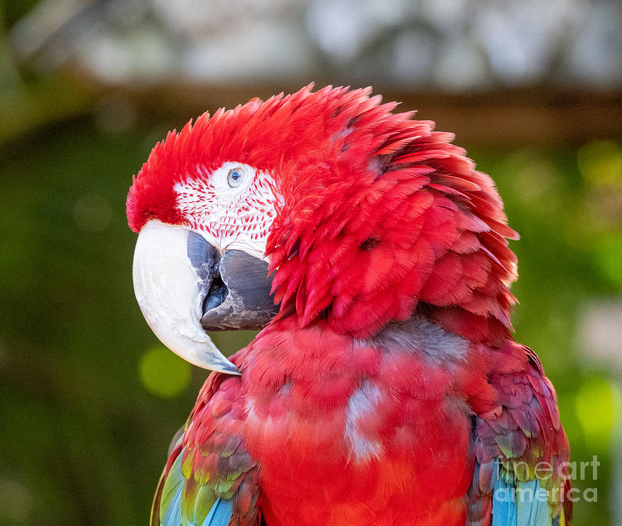 Red-headed Macaw at Sarasota Jungle Gardens Photograph by L Bosco