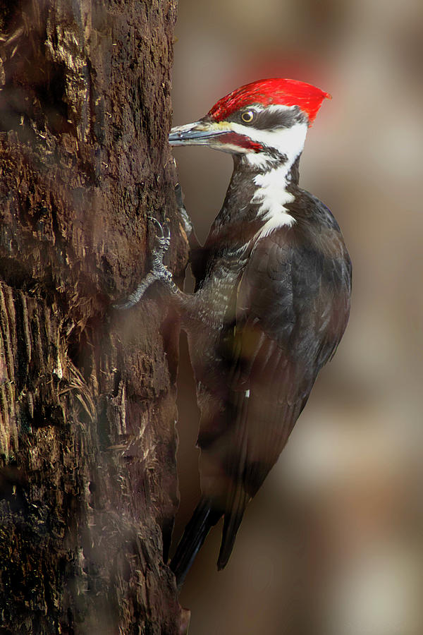 Red Headed Pileated Woodpecker Photograph By Nicola Nobile Fine Art America 