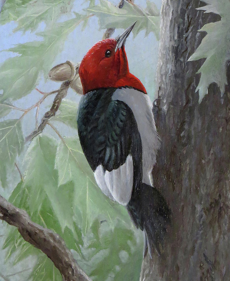 Red-headed Woodpecker Painting by Barry Kent MacKay